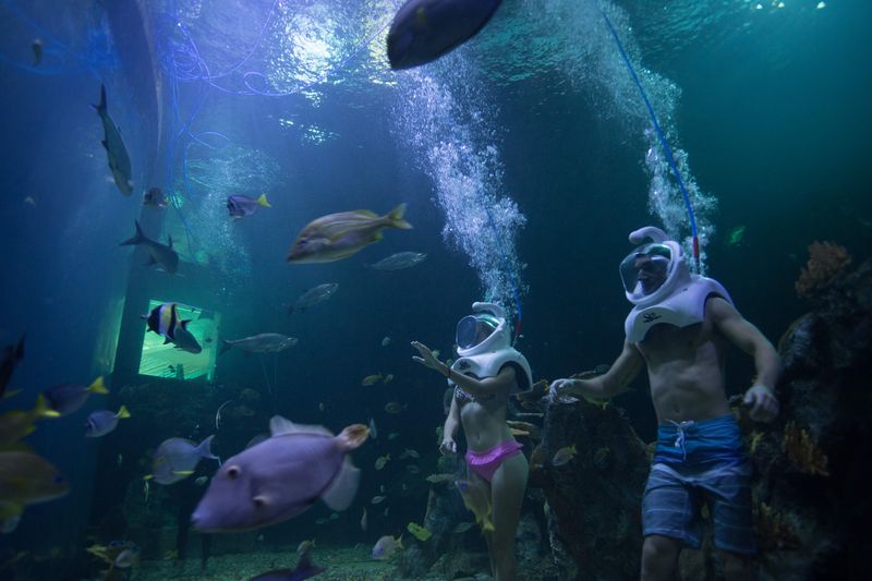 Main Fish Tank